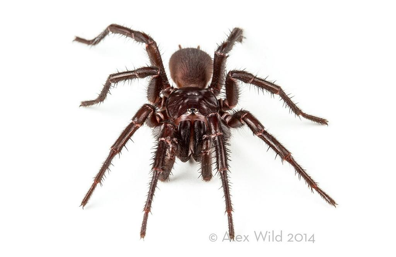 Illustration for article titled An Incredible Close-Up View Of One Of The World's Most Venomous Spiders